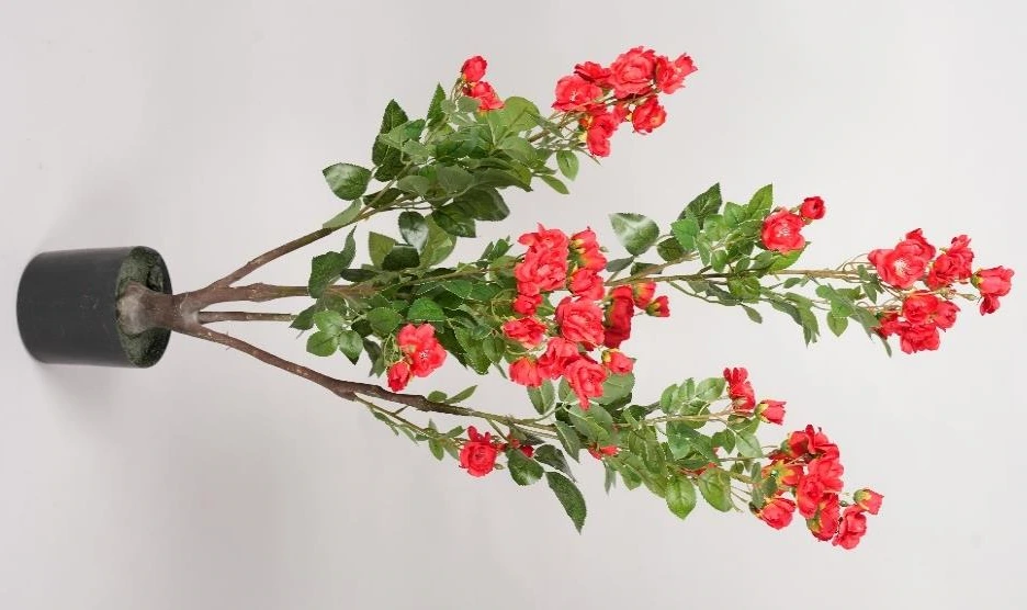 Wild Rose Tree Size : 95cm